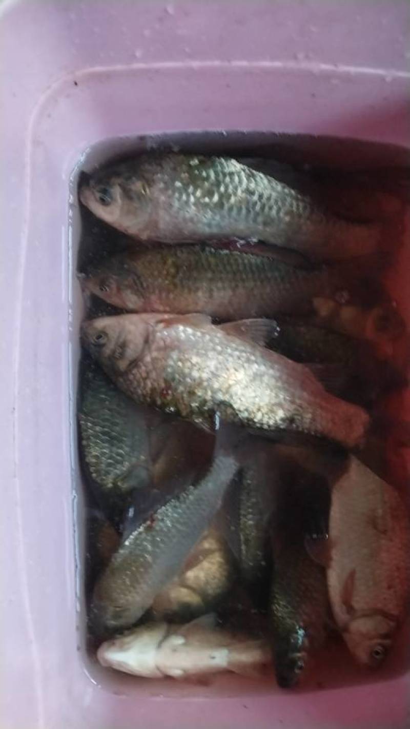 鲫鱼