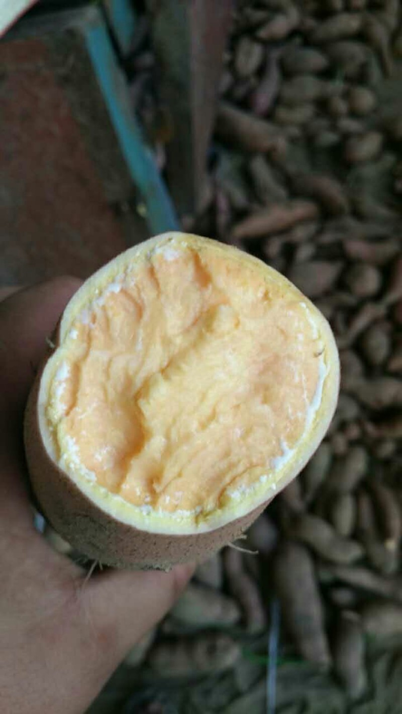 龙薯九号红薯黄心红薯开封龙九龙薯商超电商供货代发