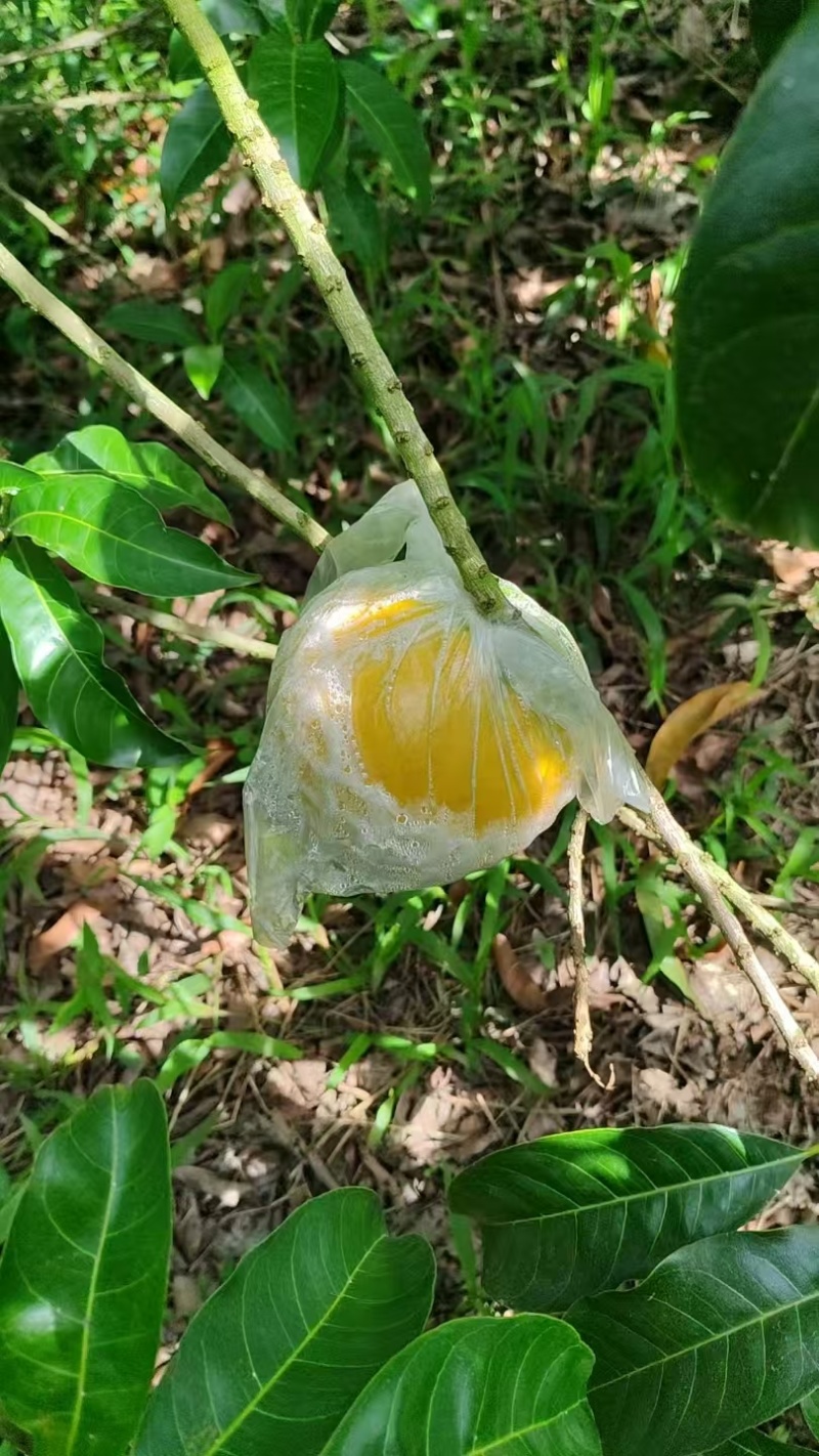 黄晶果产地直销，一手货源，欢迎全国商客洽谈