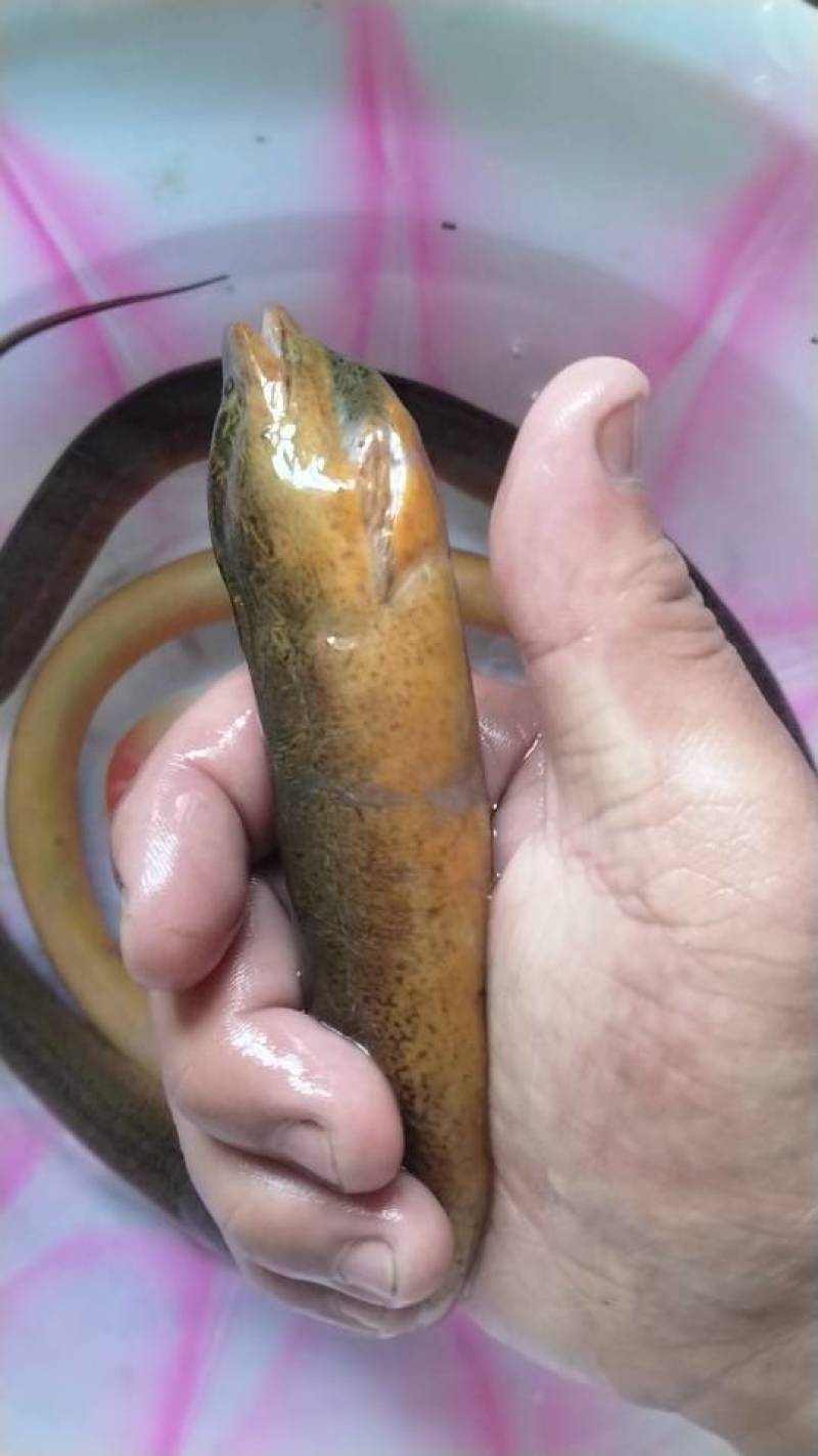 黄鳝