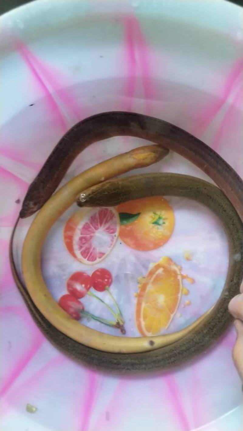 黄鳝