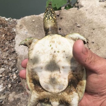 甲鱼，包活的
