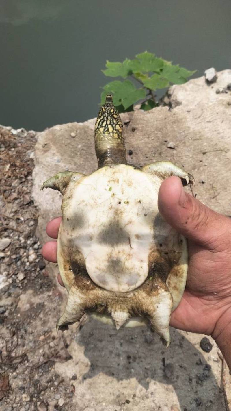 甲鱼，包活的