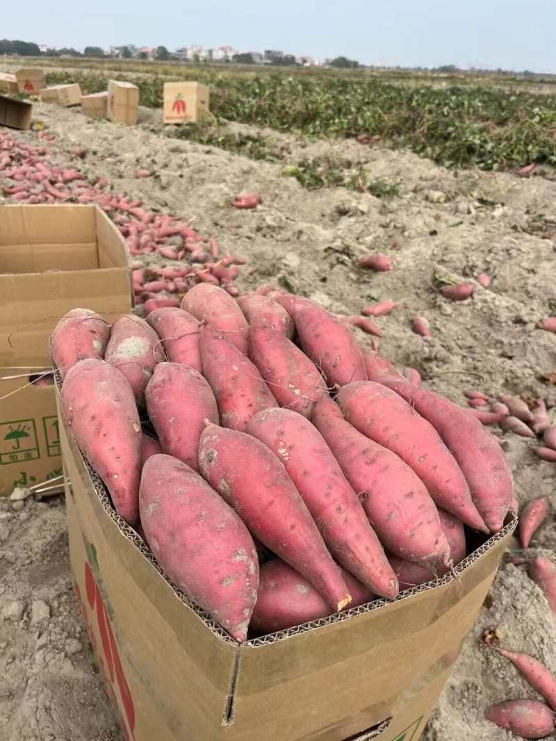 西瓜红红薯红皮红心开封蜜薯沙地红薯承接商超电商供货