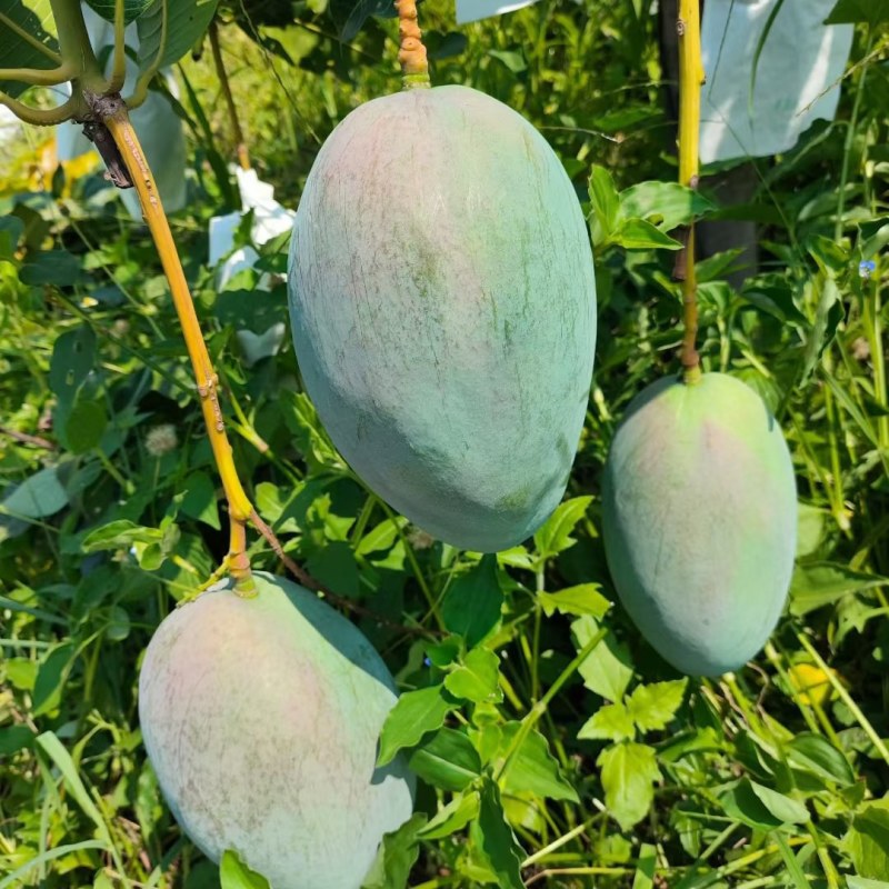 攀枝花凯特摸袋果1元