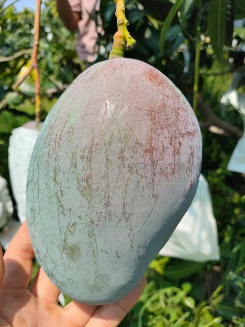 攀枝花凯特摸袋果1元