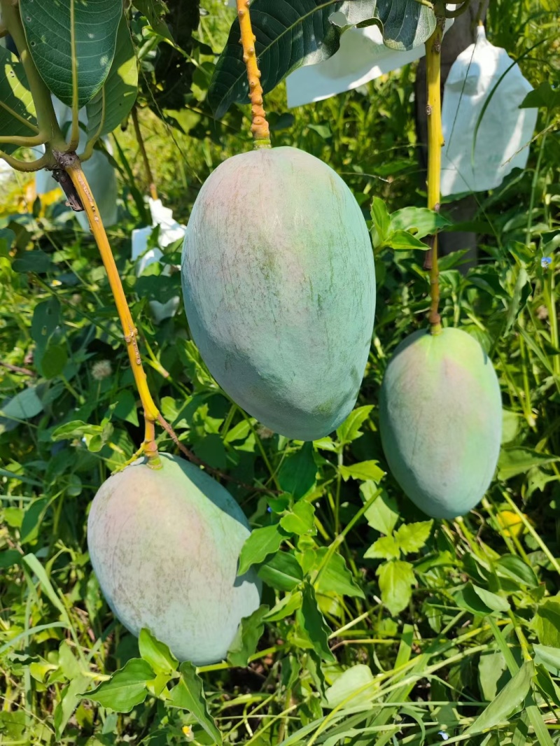 攀枝花凯特摸袋果1元