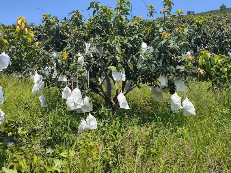 攀枝花凯特摸袋果1元