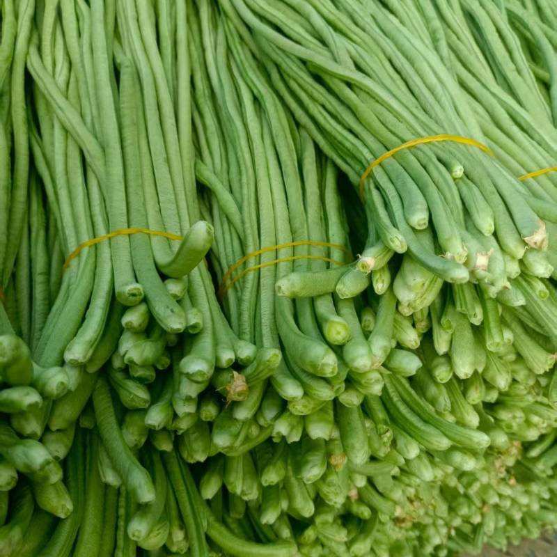精品青条长豆角产地货源充足现摘现发保质保量欢迎随时联系