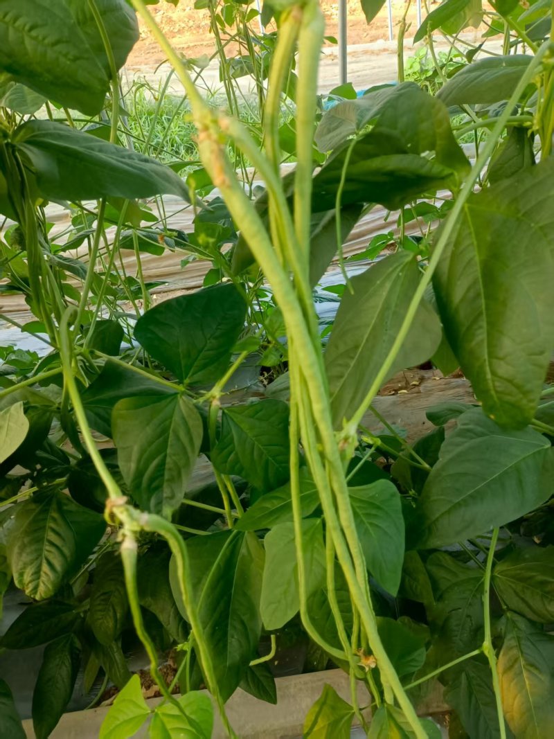 精品青条长豆角产地货源充足现摘现发保质保量欢迎随时联系