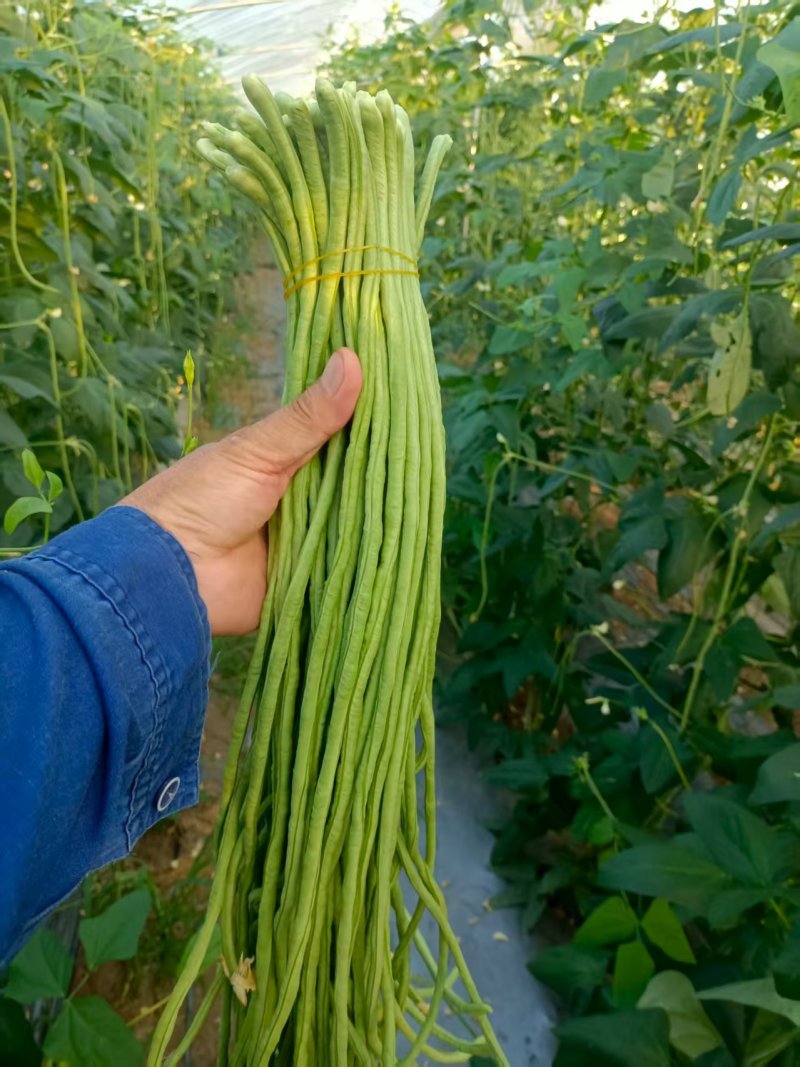 精品青条长豆角产地货源充足现摘现发保质保量欢迎随时联系