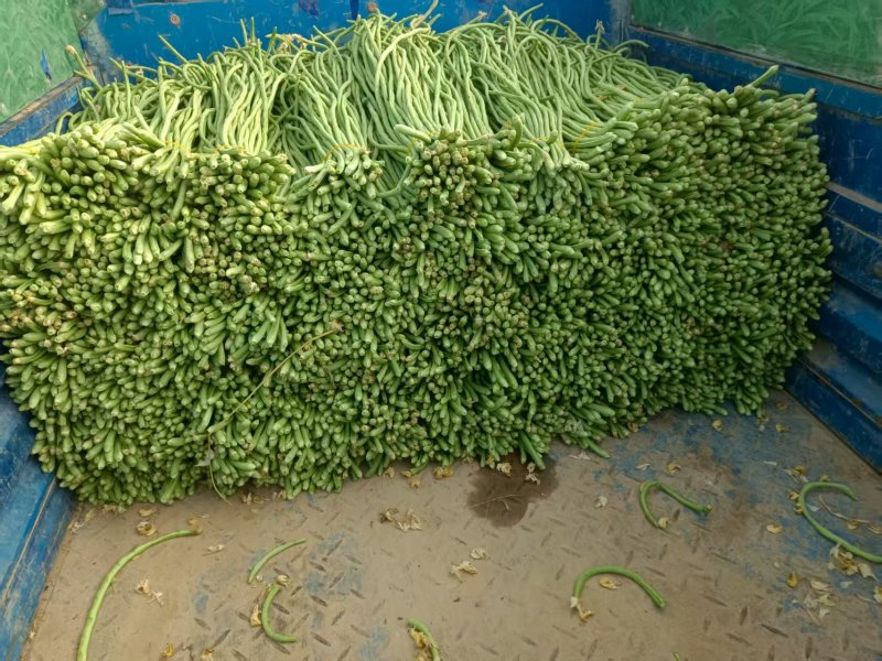 精品青条长豆角产地货源充足现摘现发保质保量欢迎随时联系