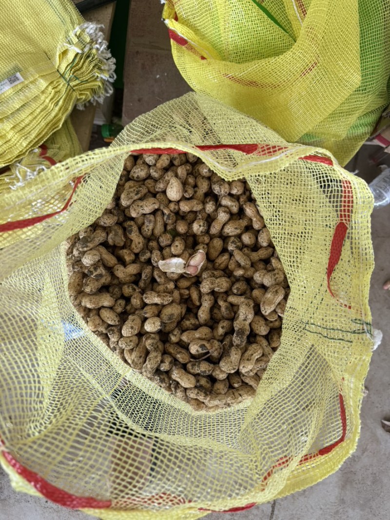 鲜花生四粒红大白沙大量上市欢迎各大市场平台商超来电