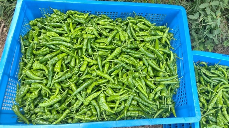 湖南湘西辣椒