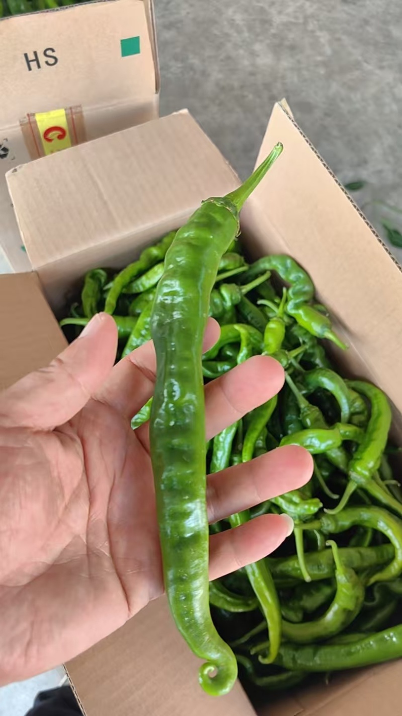 湖南湘西辣椒