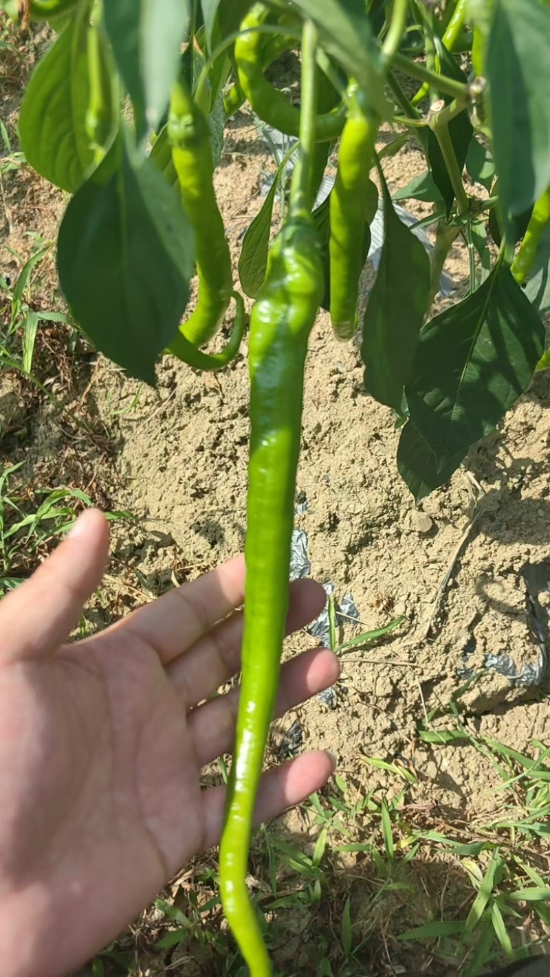 湖南湘西辣椒