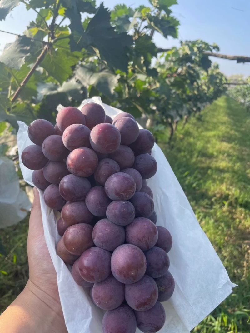 陕西葡萄户太八号基地直发货源充足可视频看货欢迎致电