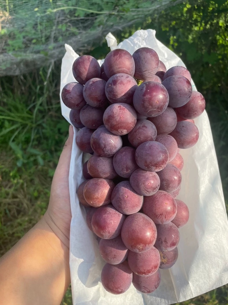 陕西葡萄户太八号基地直发货源充足可视频看货欢迎致电