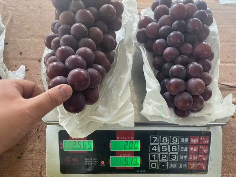 陕西葡萄户太八号基地直发货源充足可视频看货欢迎致电