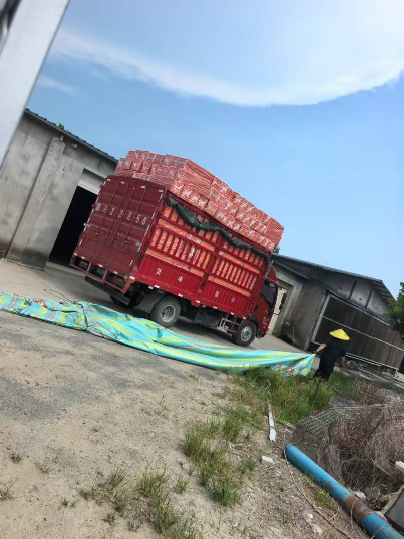 大山新鲜出炉散养土鸡蛋，大量供应，长期合作