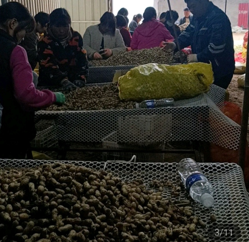 早熟白沙新鲜花生预定中，适合各大商超，全国发货，量大从优