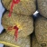早熟白沙新鲜花生预定中，适合各大商超，全国发货，量大从优