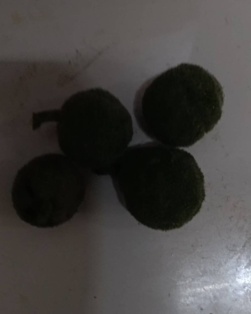 构树果