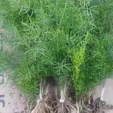 天冬苗，基地直供，现挖现发，量大从优，提供技术支持，包回