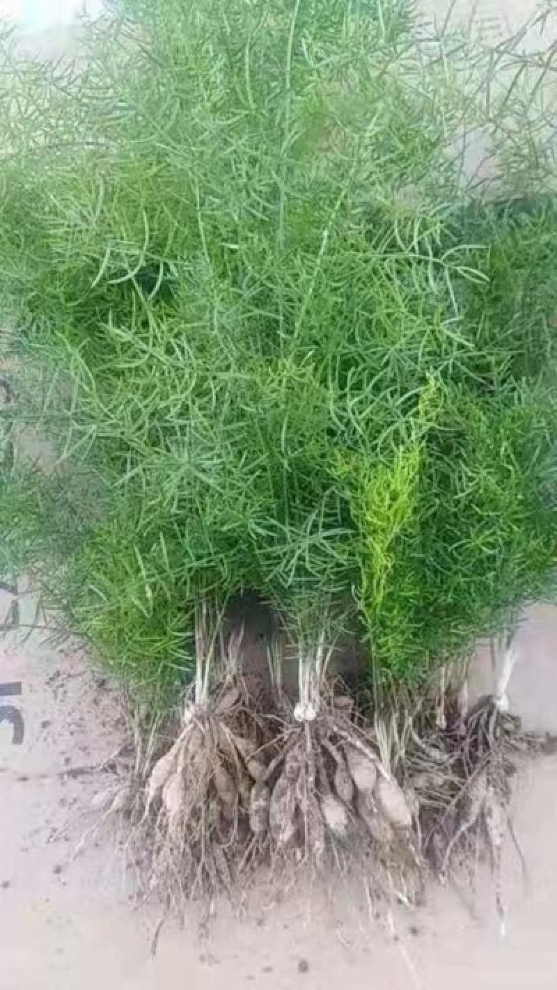 天冬苗，基地直供，现挖现发，量大从优，提供技术支持，包回