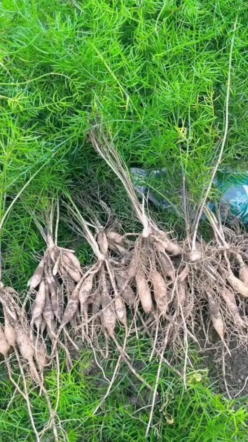 天冬苗，基地直供，现挖现发，量大从优，提供技术支持，包回