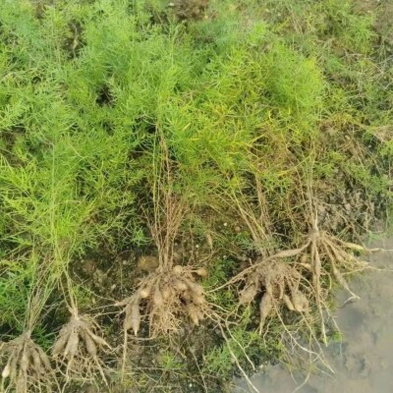 天冬苗，基地直供，现挖现发，量大从优，提供技术支持，包回