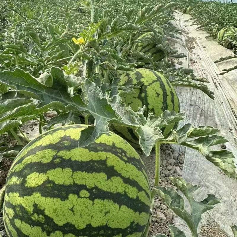 宁夏美都西瓜大量接单产地直发，量大从优欢迎来电咨询