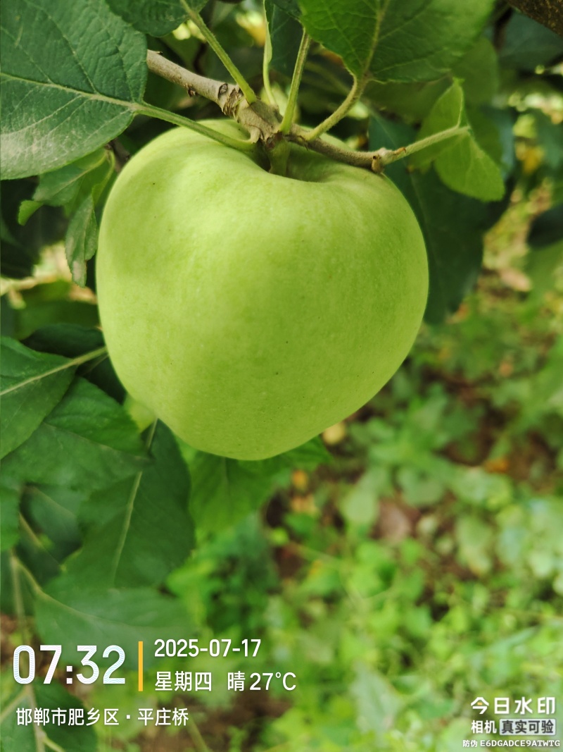 青苹果