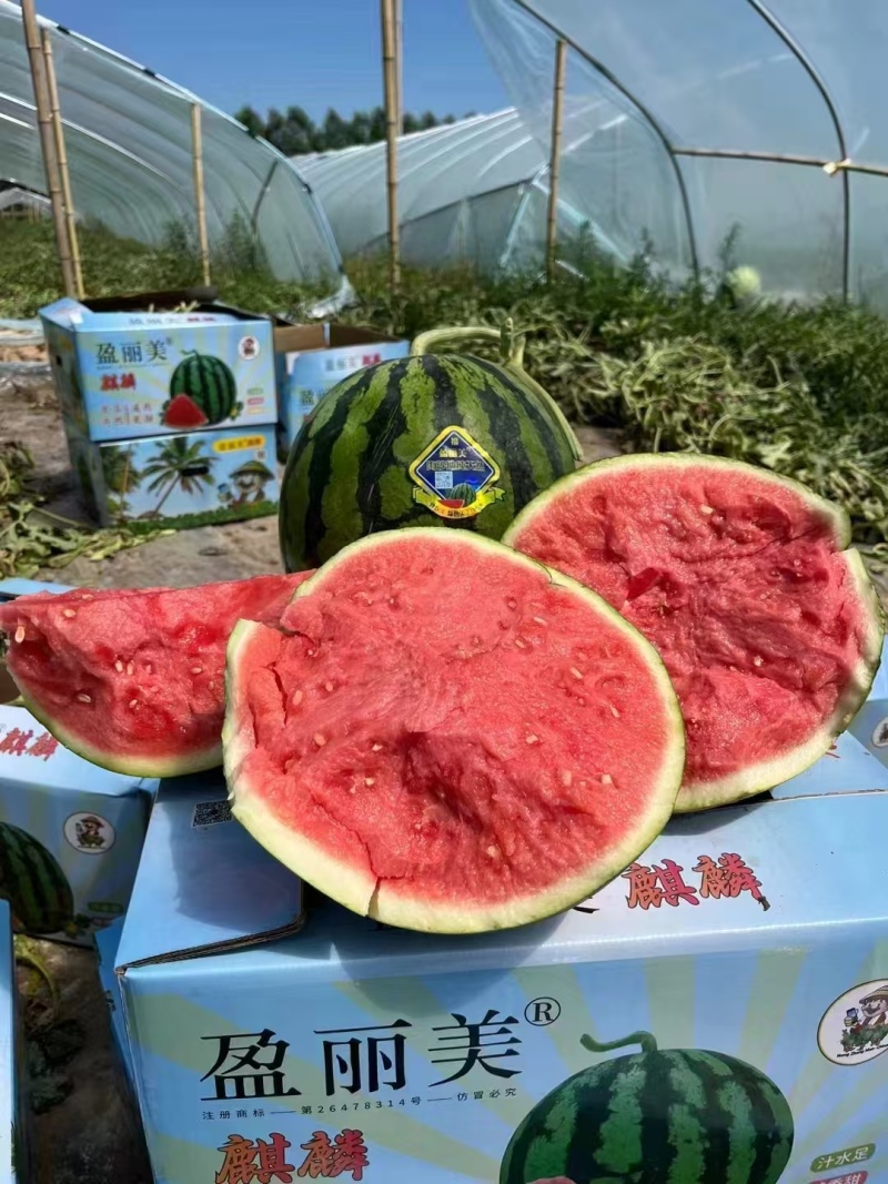 宁夏美都西瓜大量接单产地直发，量大从优欢迎来电咨询