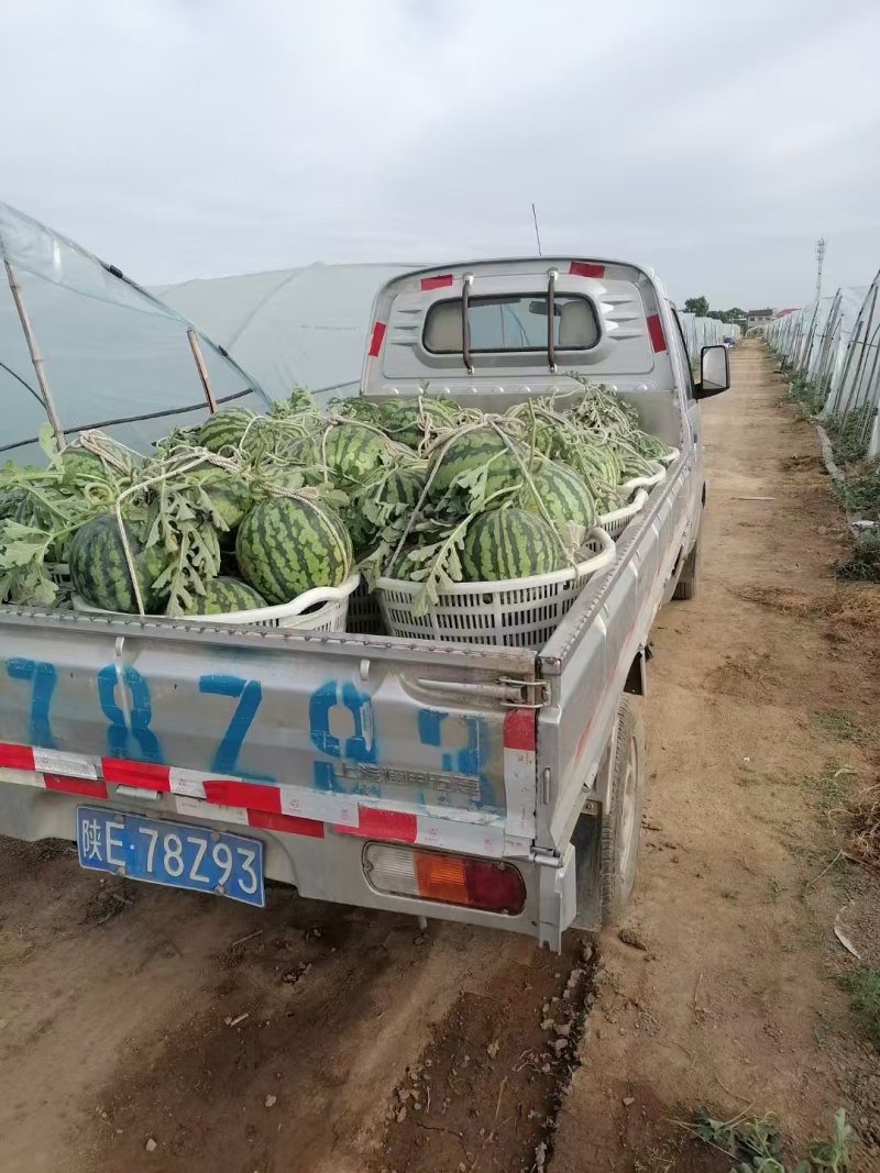宁夏美都西瓜大量接单产地直发，量大从优欢迎来电咨询