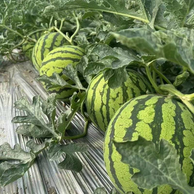 宁夏大棚美都西瓜大量上市产地直发品质保证欢迎来电