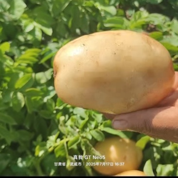 甘肃沃土新土豆上市黄皮黄心货源充足