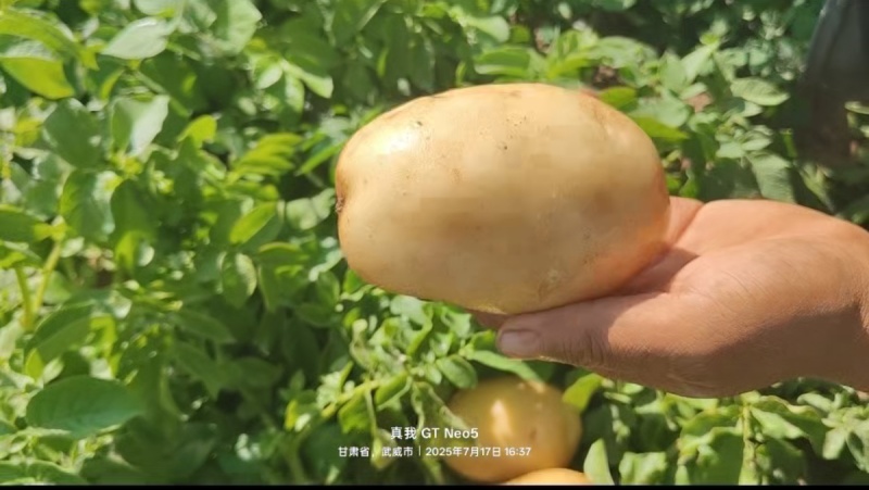 甘肃沃土新土豆上市黄皮黄心货源充足