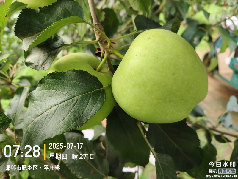 青苹果