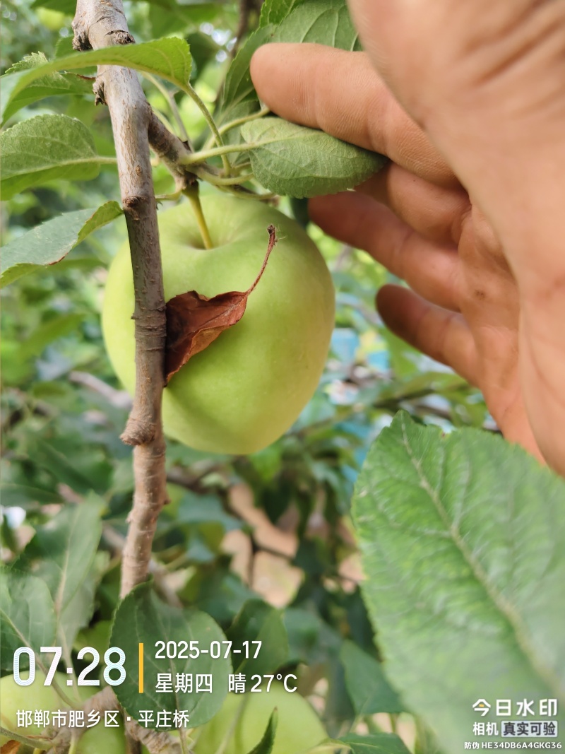 青苹果