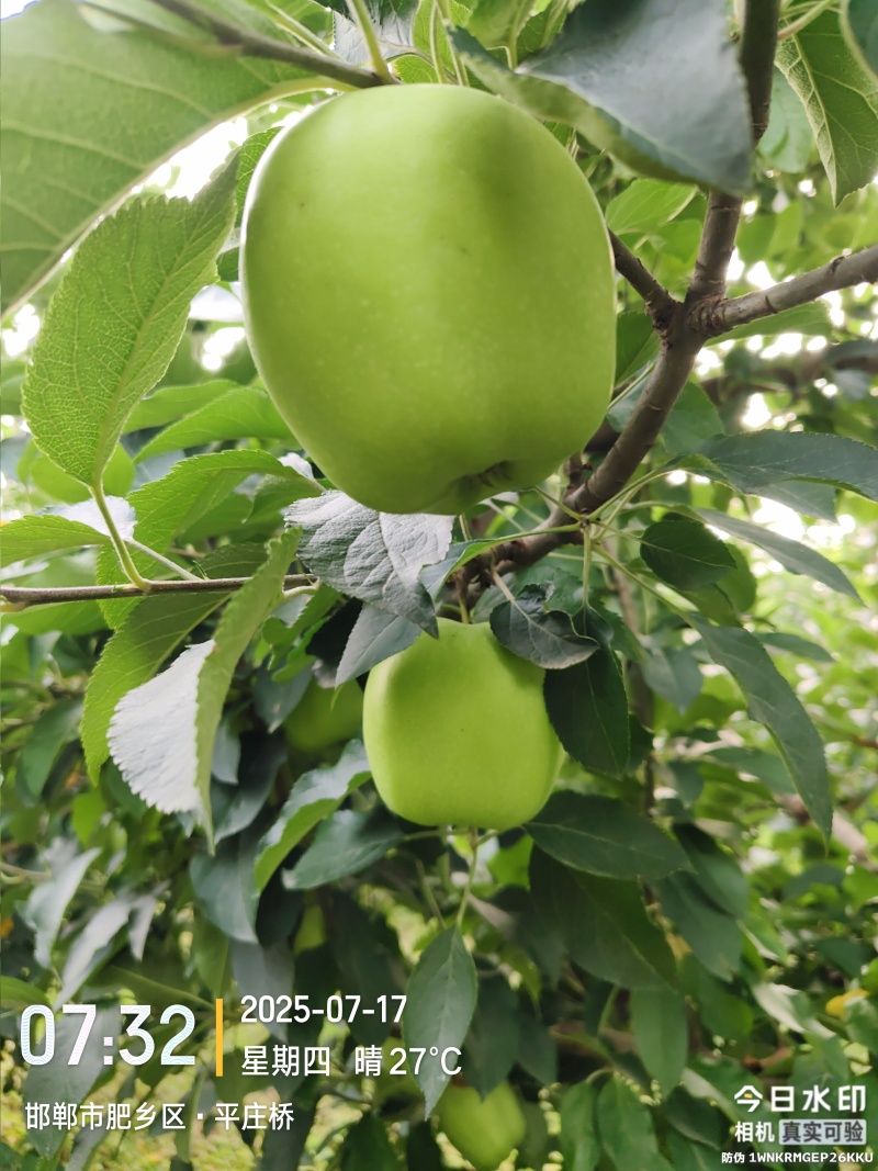 青苹果