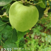 青苹果