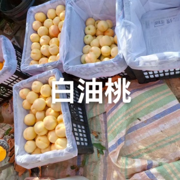 目前阶段果园里是白油桃，黄油蟠桃，黄毛蟠桃水蜜桃山西