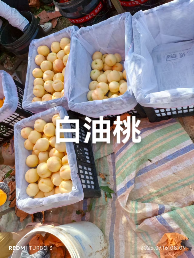 目前阶段果园里是白油桃，黄油蟠桃，黄毛蟠桃水蜜桃山西