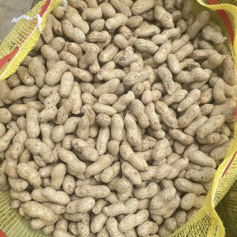 精品新鲜纯沙地鲜花生大量上市，欢迎各大平台商超市场来电