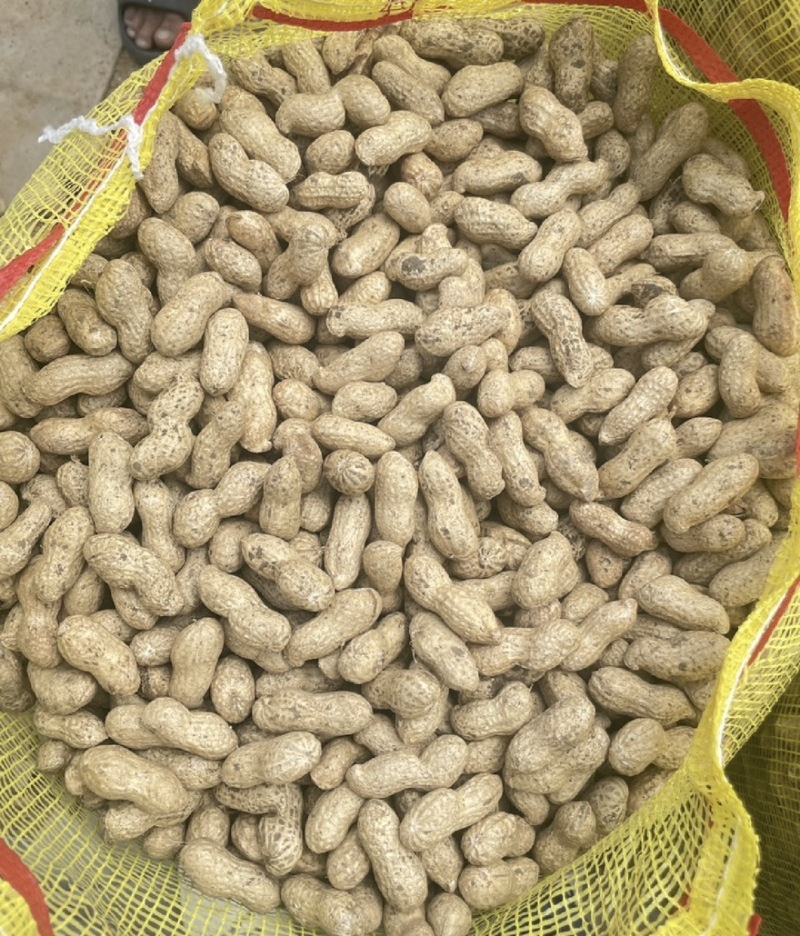 精品新鲜纯沙地鲜花生大量上市，欢迎各大平台商超市场来电
