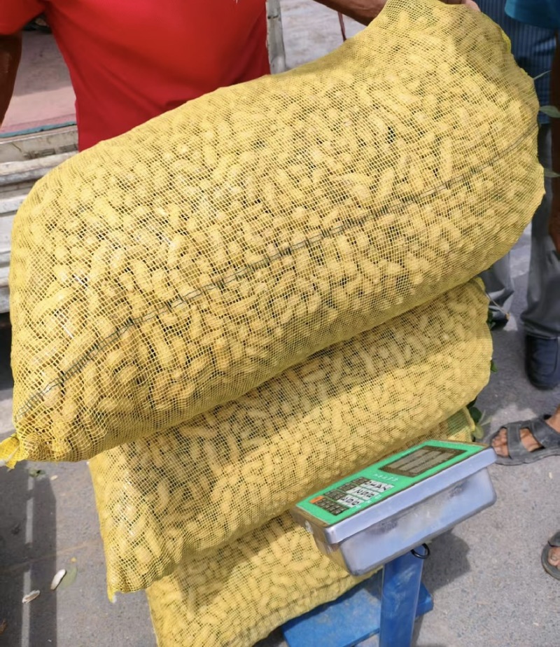精品新鲜纯沙地鲜花生大量上市，欢迎各大平台商超市场来电