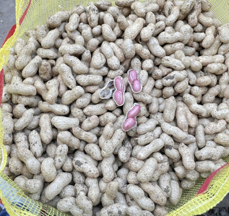 精品新鲜纯沙地鲜花生大量上市，欢迎各大平台商超市场来电