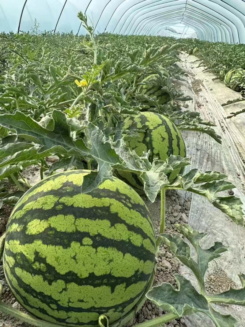 宁夏美都麒麟西瓜大量接单大吨位供应代发全国欢迎下单