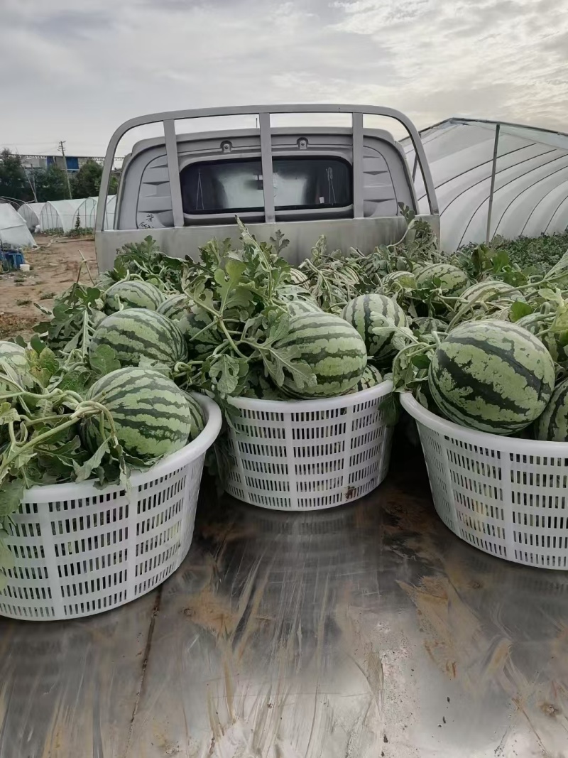 宁夏美都麒麟西瓜大量接单大吨位供应代发全国欢迎下单